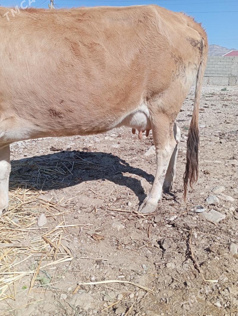 sygyr - Balkanabat - img 3