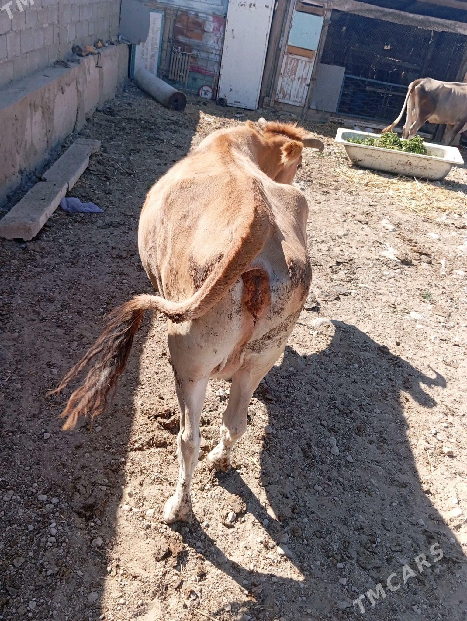 sygyr - Balkanabat - img 4