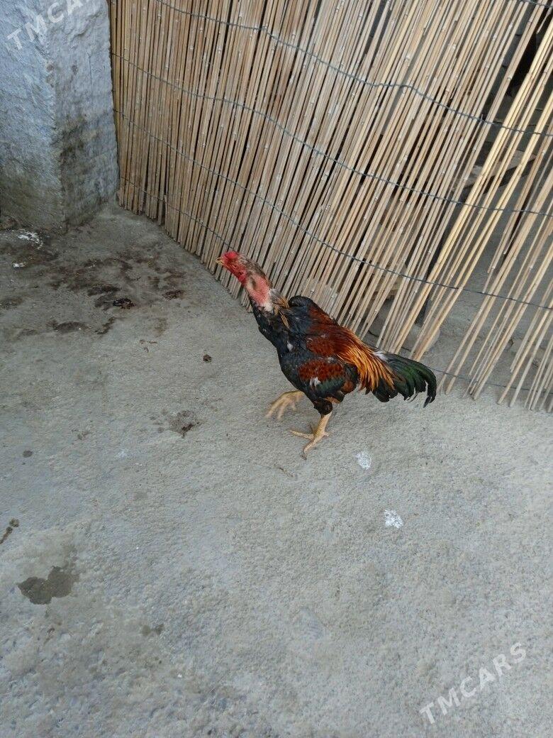 tasgent horaz - Aşgabat - img 2
