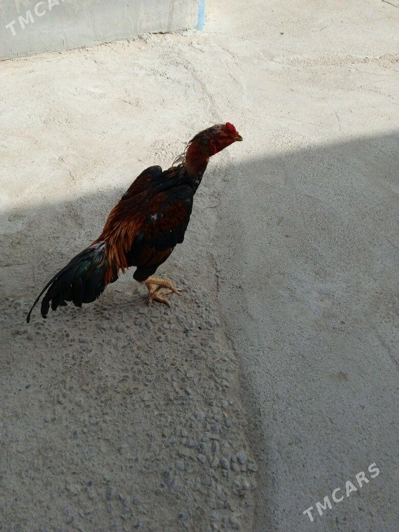 tasgent horaz - Aşgabat - img 1
