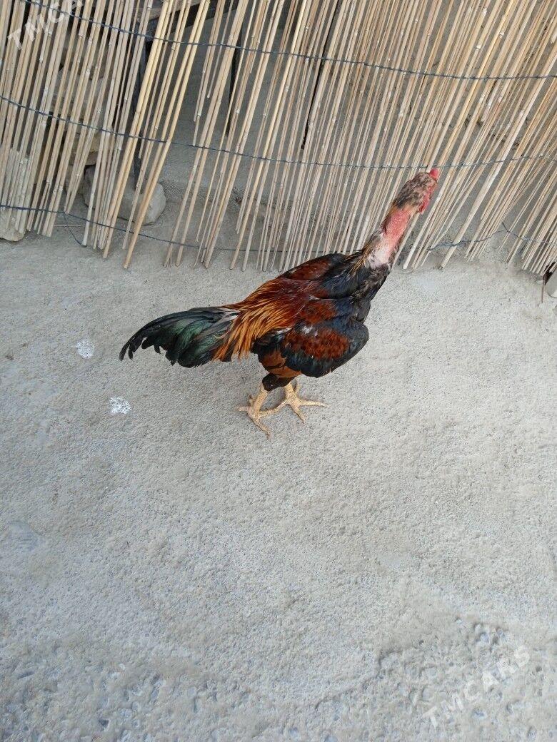 tasgent horaz - Aşgabat - img 3