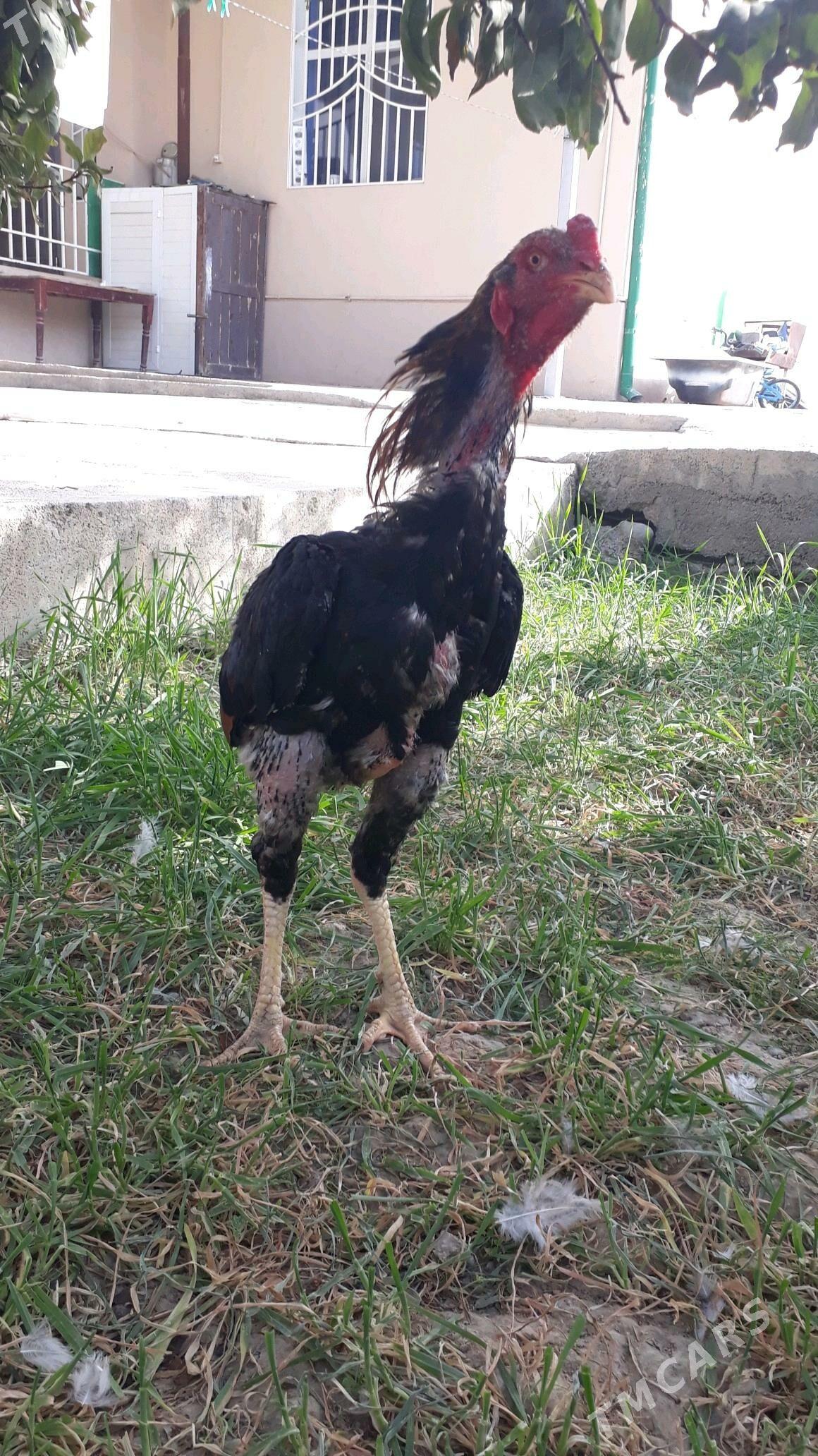Taşkent horaz - Änew - img 4
