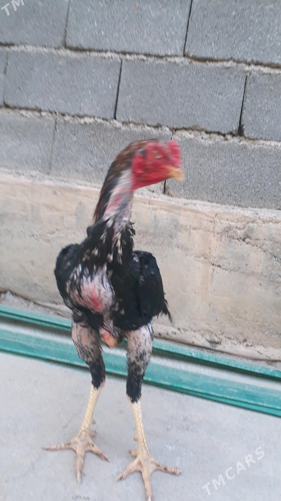 Taşkent horaz - Änew - img 3