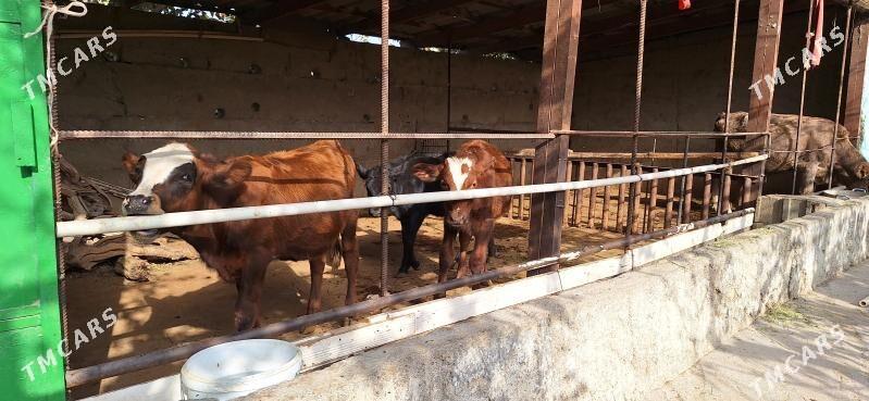 okuz tuwe - Gökdepe - img 3