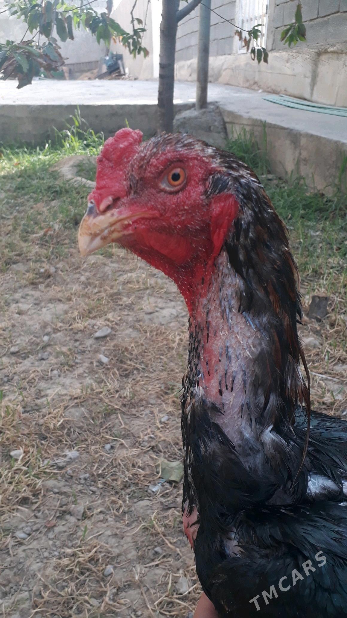 Taşkent horaz - Änew - img 2