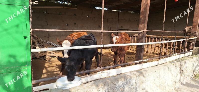 okuz tuwe - Gökdepe - img 1