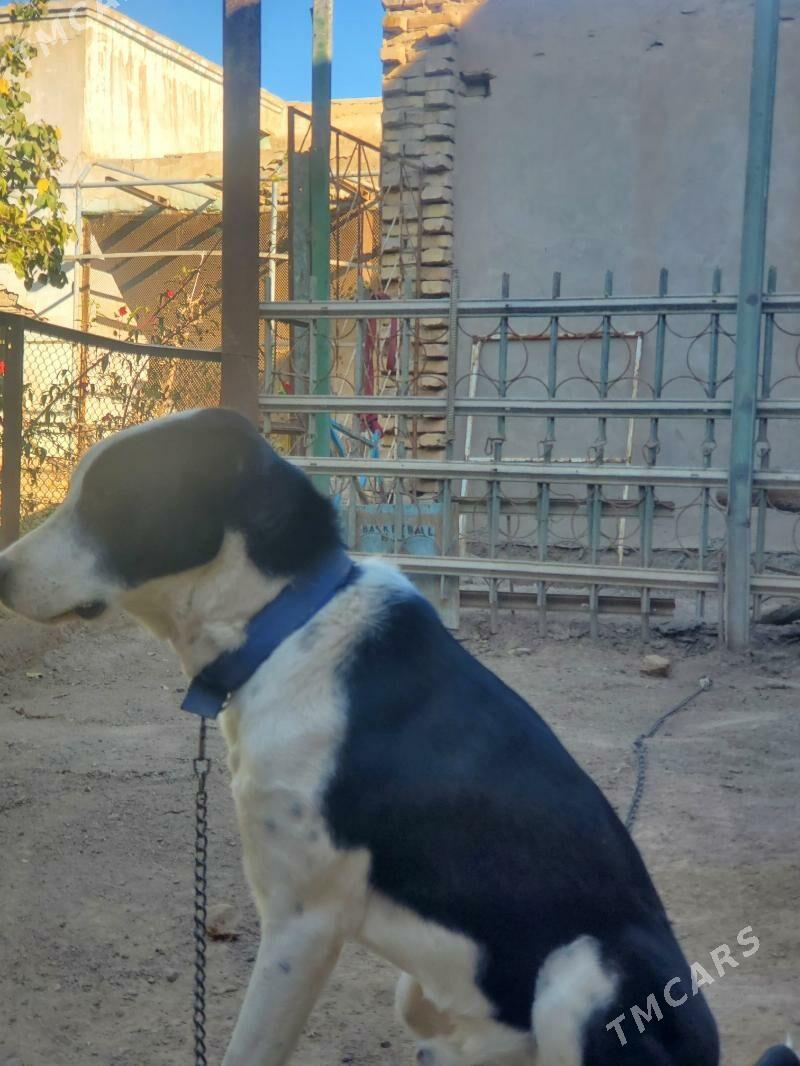 çopan - Дашогуз - img 2