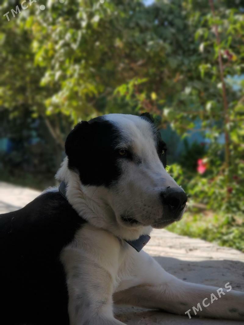 çopan - Дашогуз - img 3