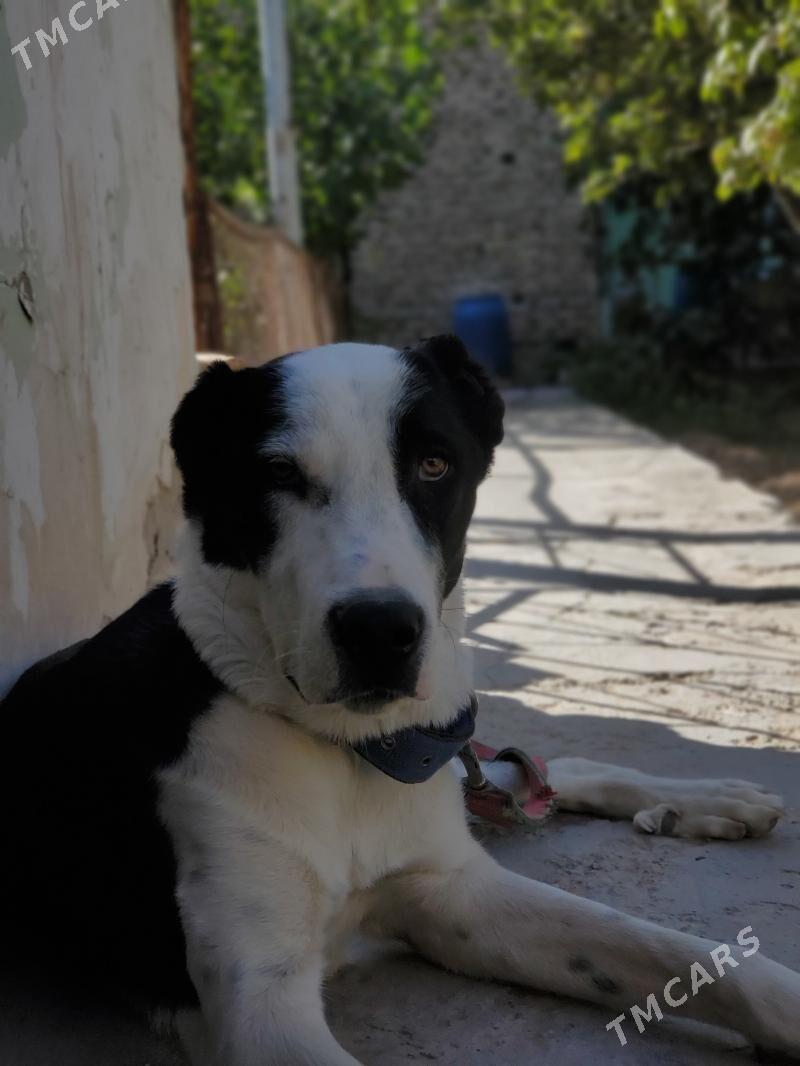 çopan - Дашогуз - img 4