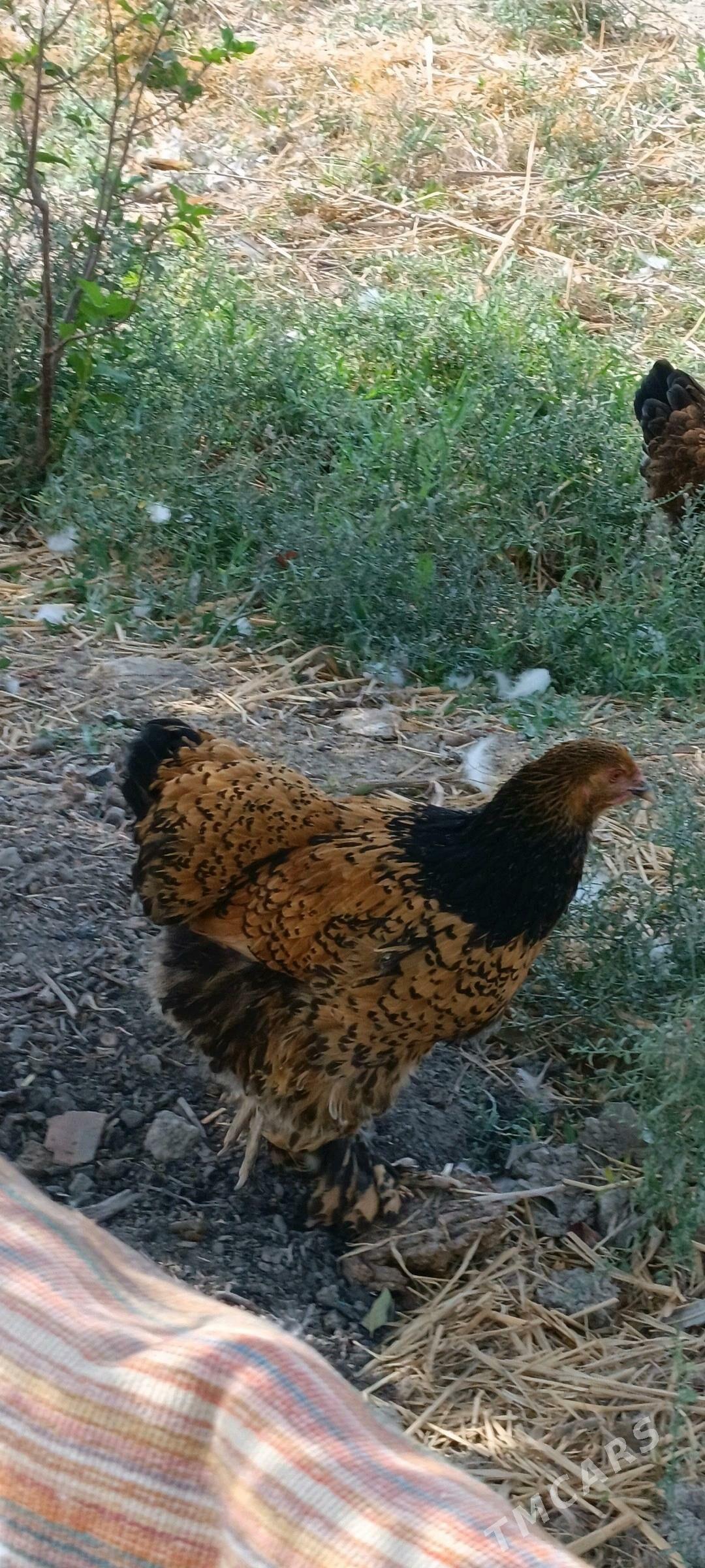 brama laset - Aşgabat - img 1