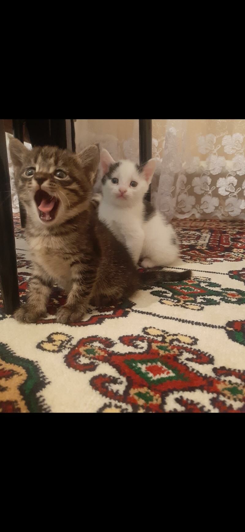 котенки - Daşoguz - img 1