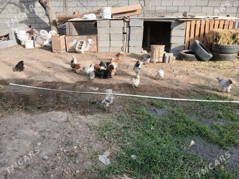 balakly juje - Gökje - img 3