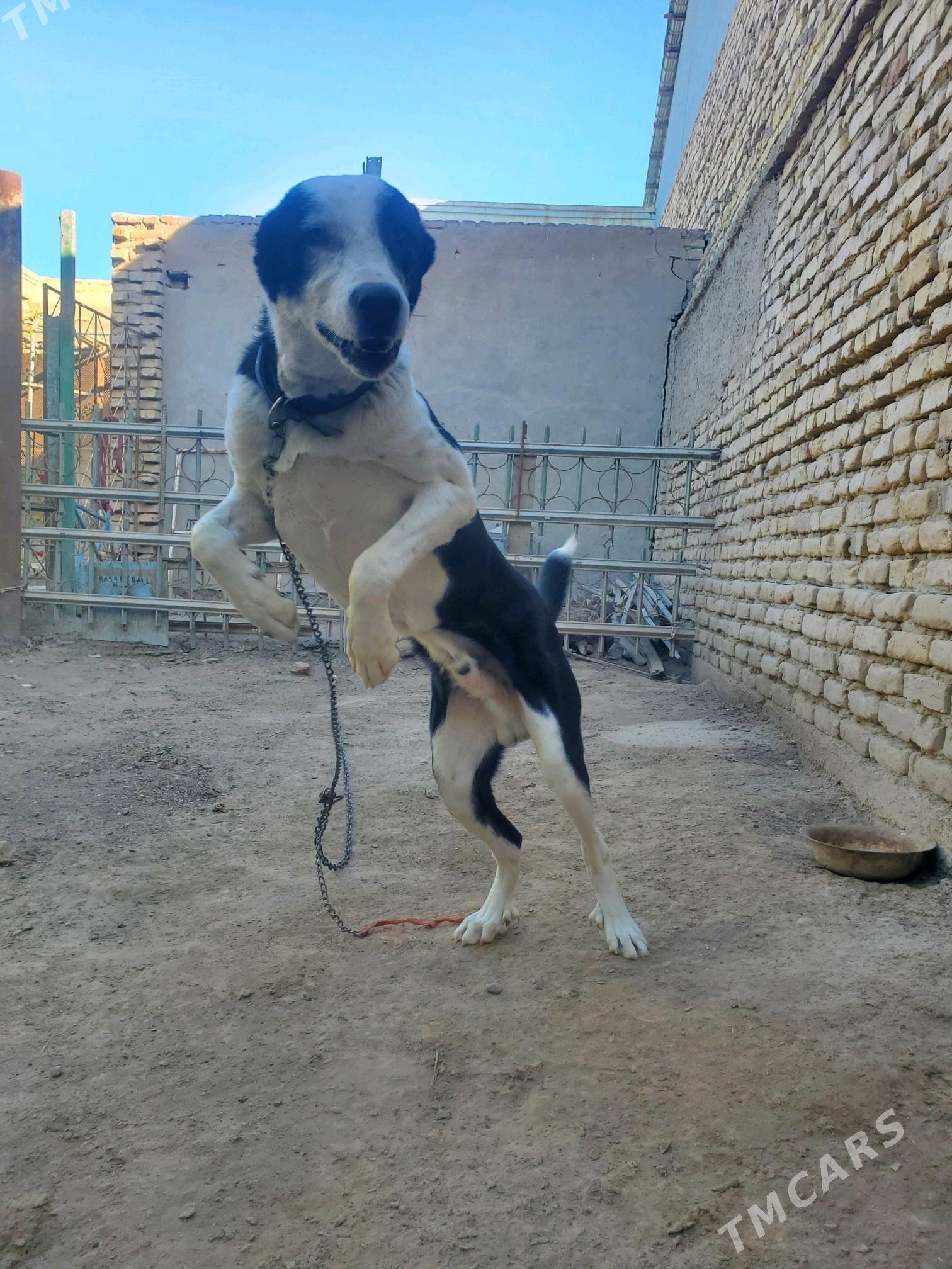 çopan - Дашогуз - img 5