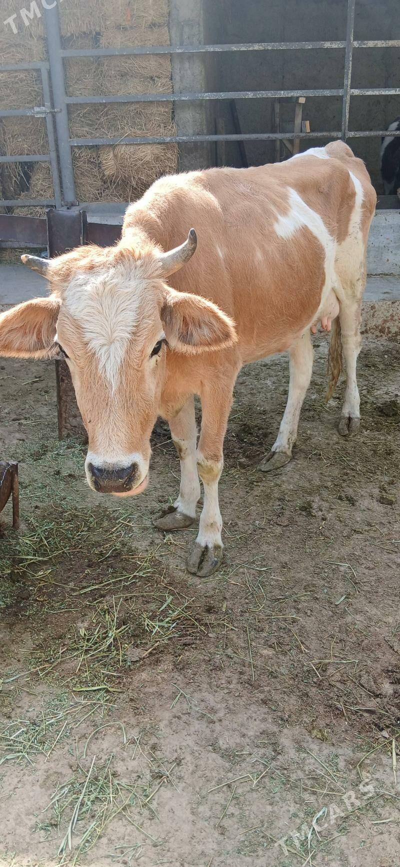 sygyr - Gökdepe - img 1