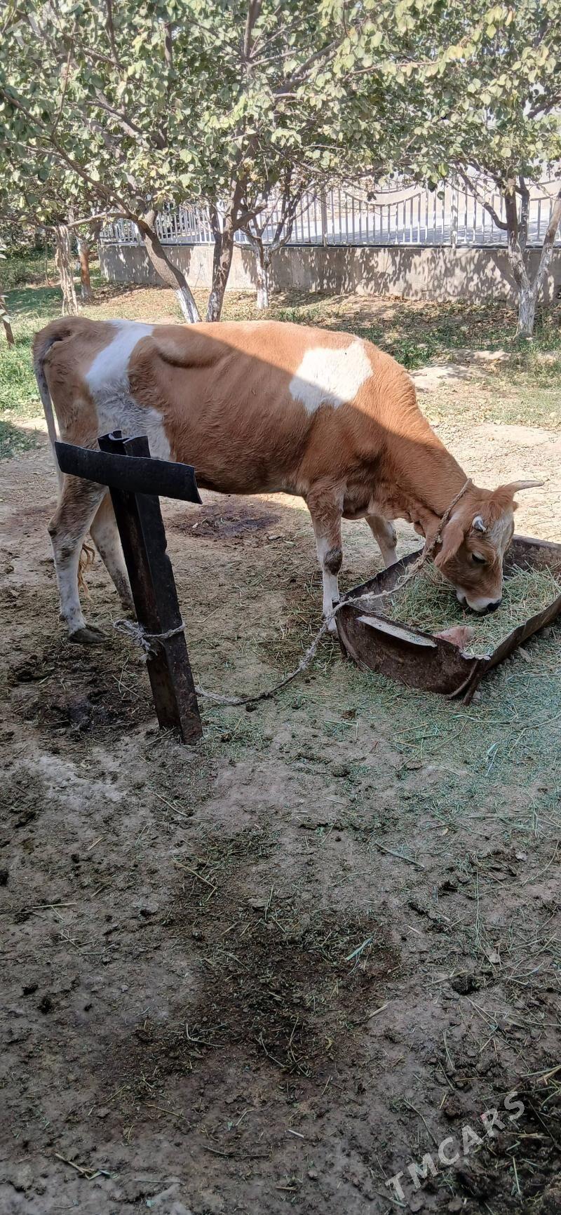 sygyr - Gökdepe - img 2