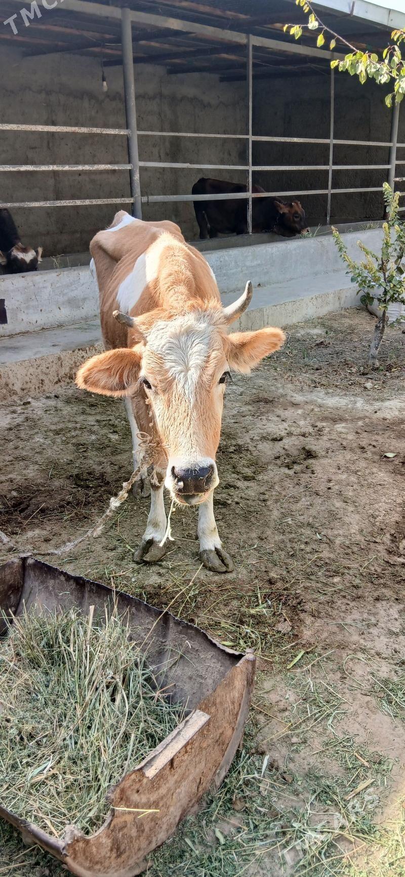 sygyr - Gökdepe - img 3