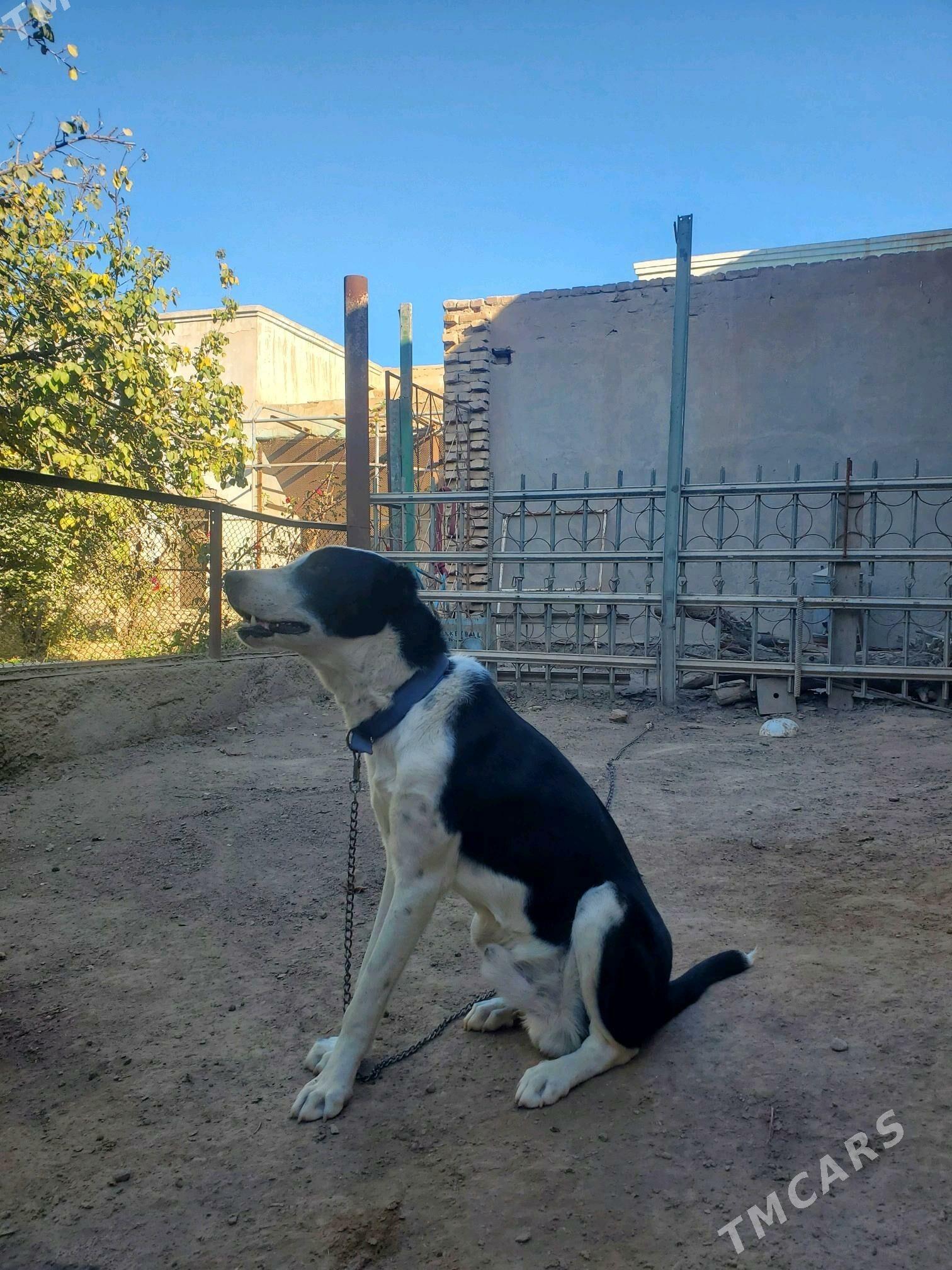 çopan - Дашогуз - img 6