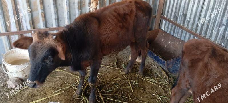 OKUZCELER - Türkmenabat - img 2