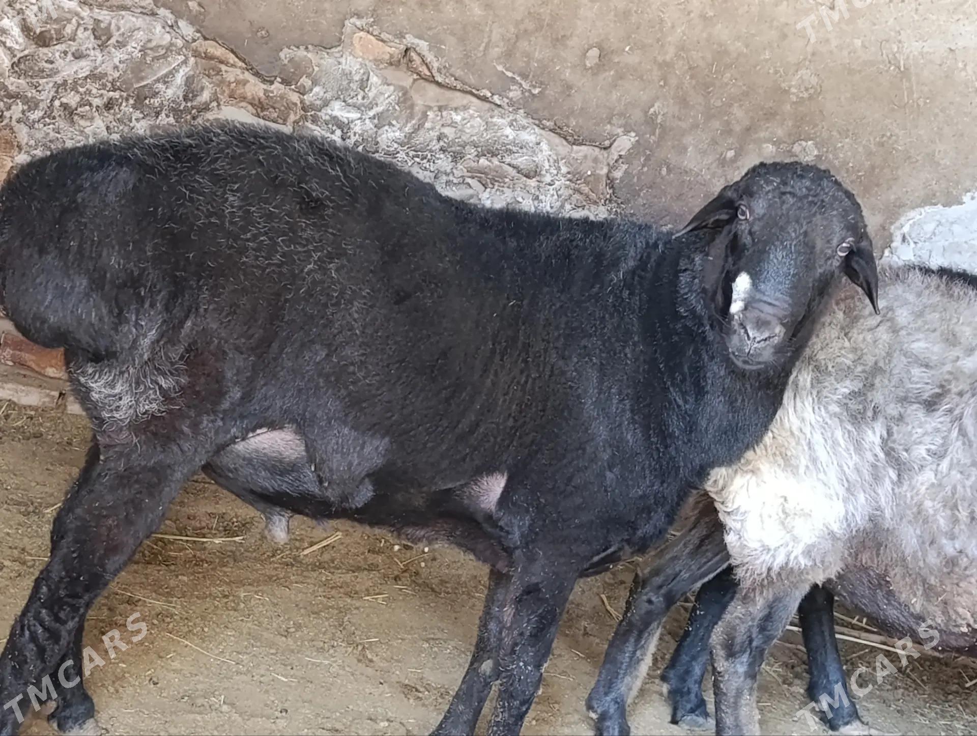 semiz gockar - Çärjew - img 2