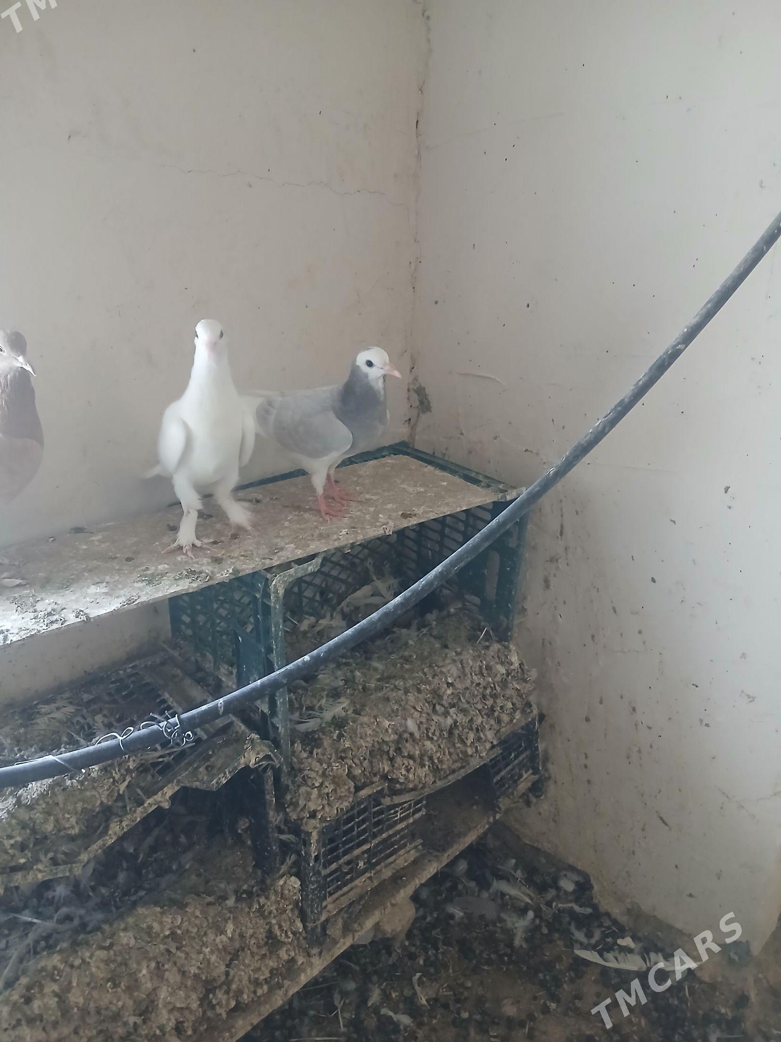 kepderi - Änew - img 2