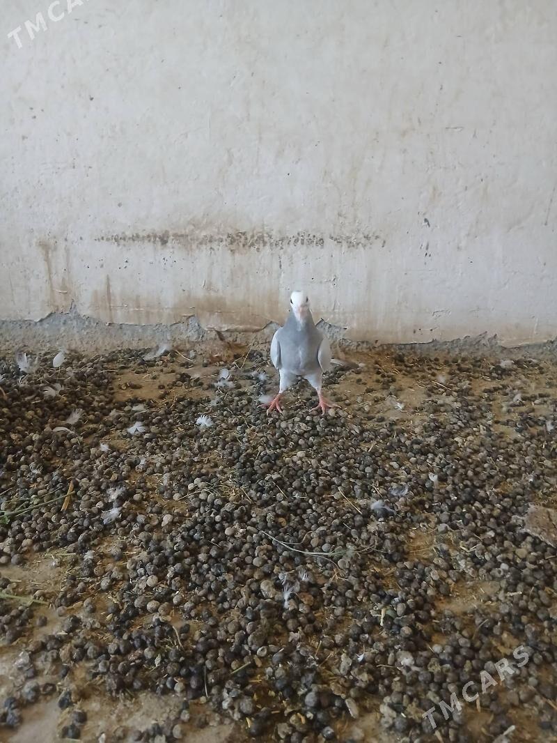 kepderi - Änew - img 1