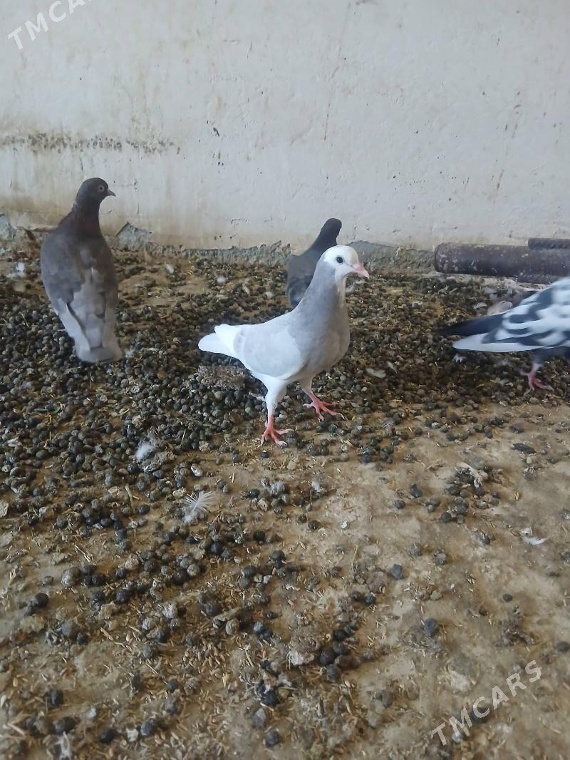 kepderi - Änew - img 5