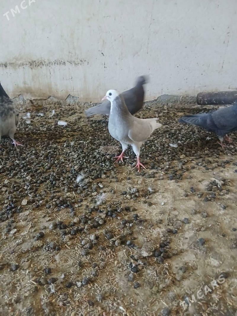 kepderi - Änew - img 3