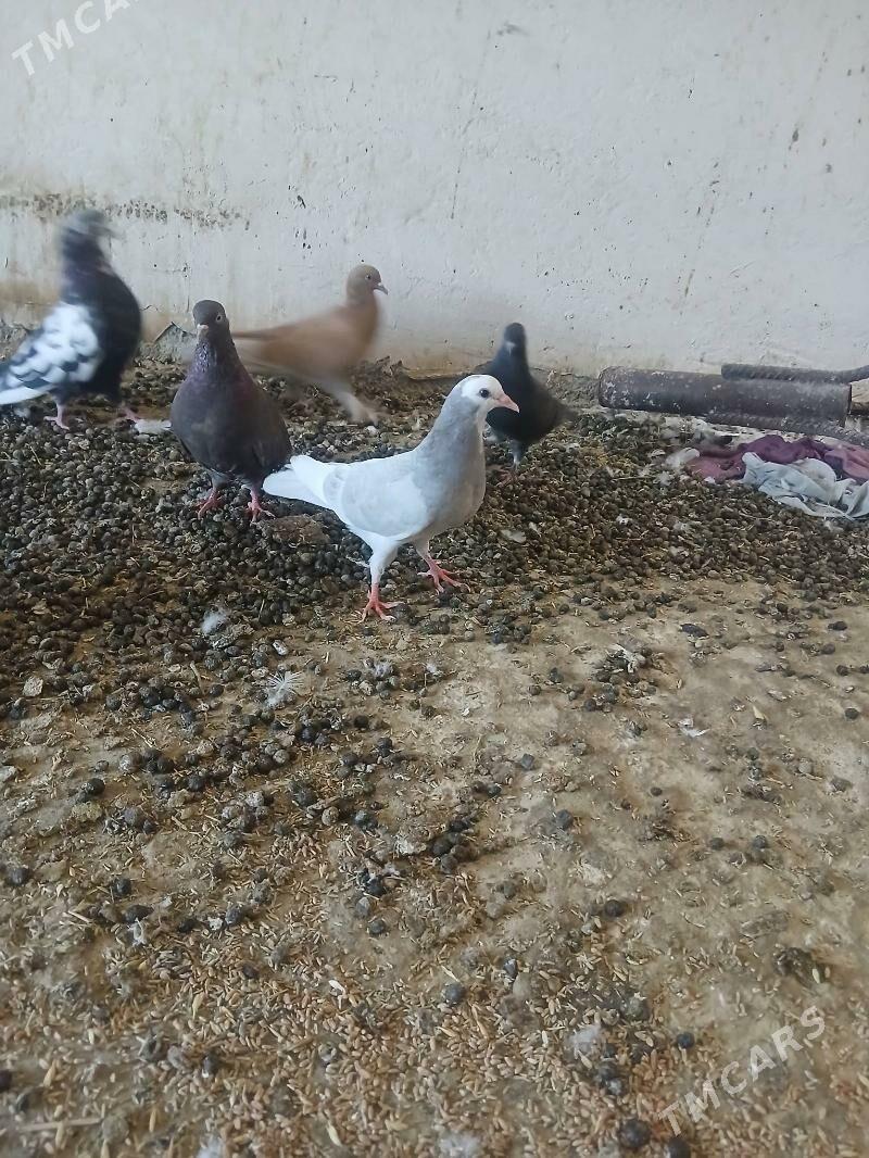 kepderi - Änew - img 4