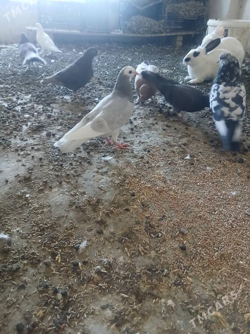 kepderi - Änew - img 6