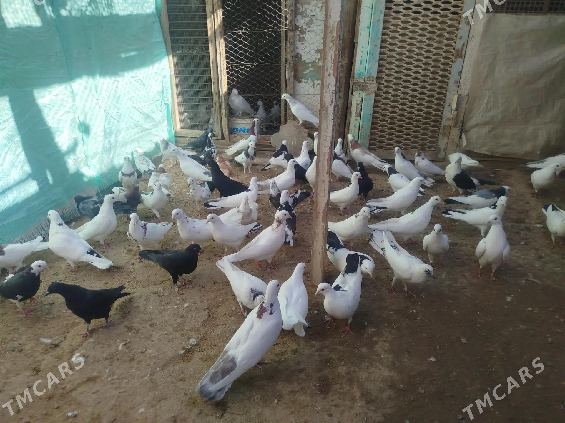 kepderi - Гумдаг - img 9