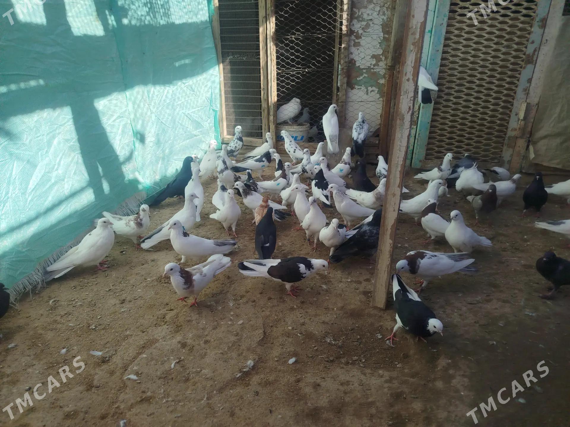 kepderi - Гумдаг - img 8