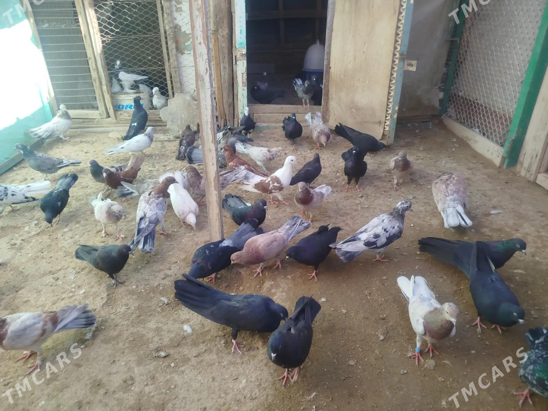 kepderi - Гумдаг - img 4