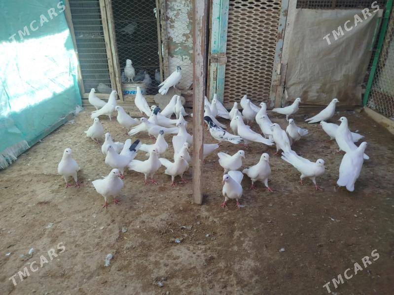 kepderi - Гумдаг - img 7