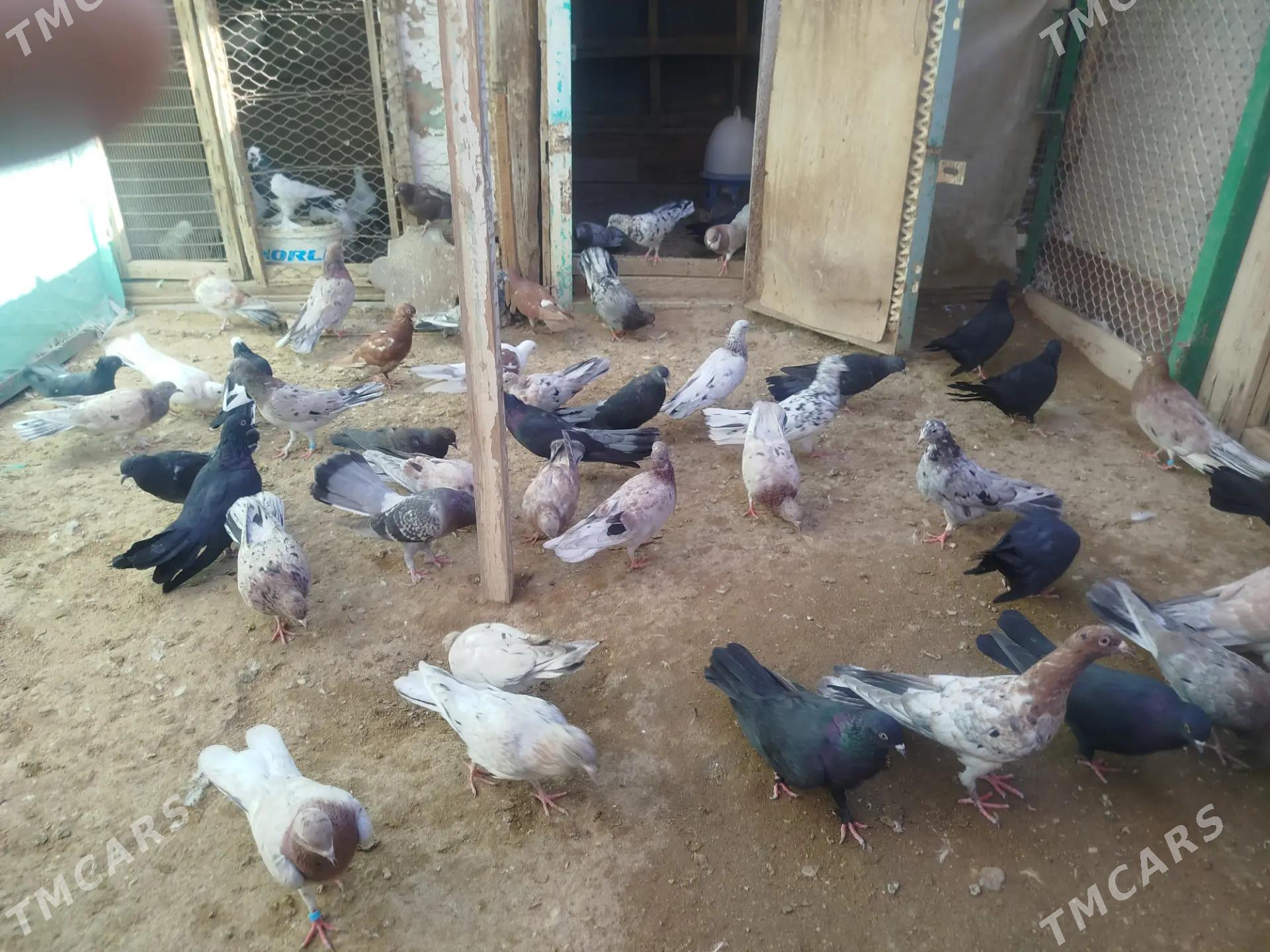 kepderi - Гумдаг - img 6