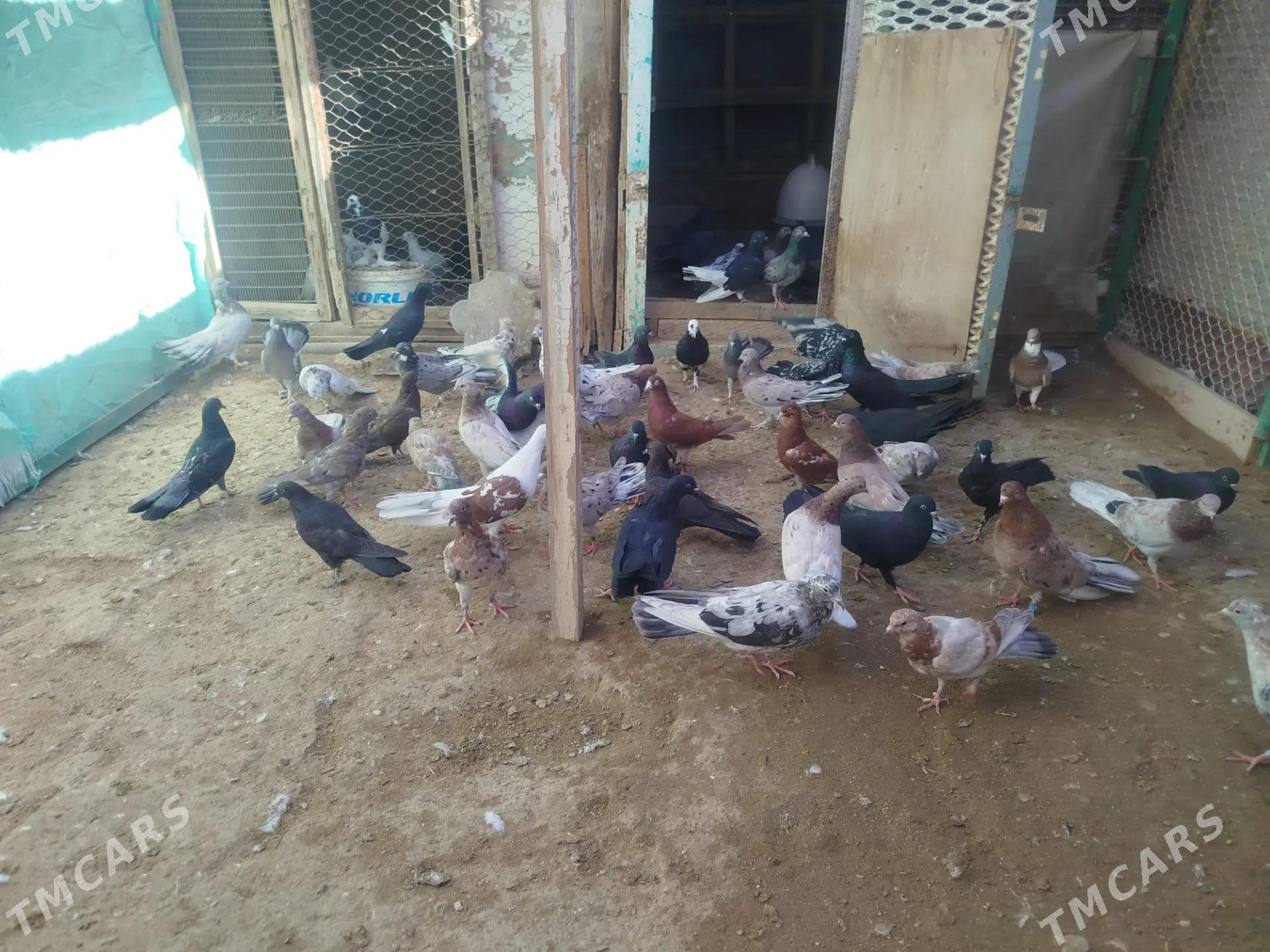 kepderi - Гумдаг - img 5