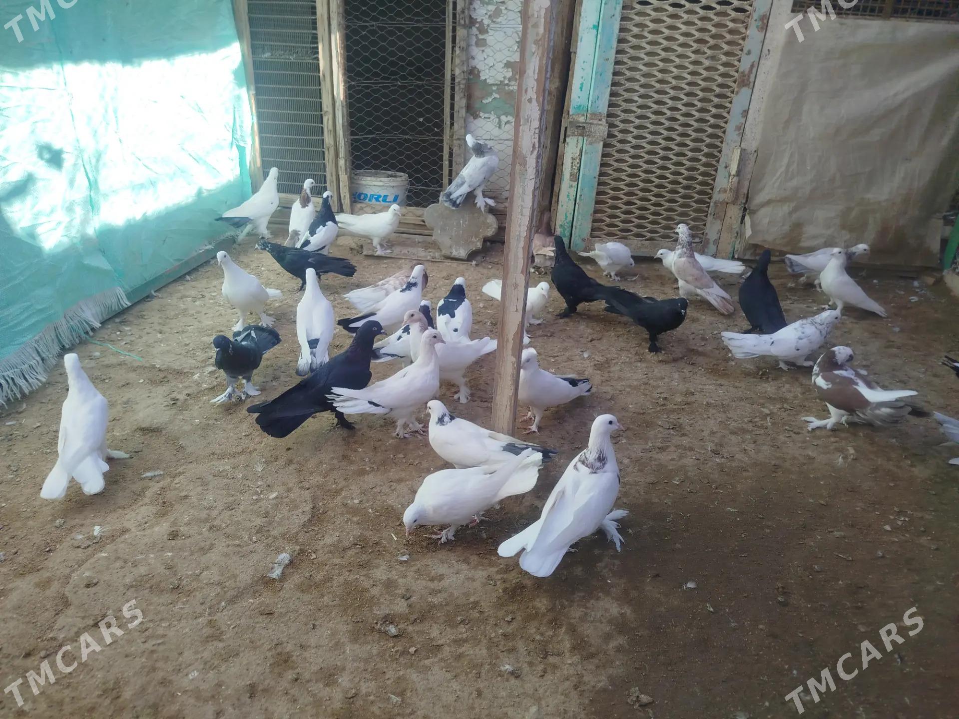 kepderi - Гумдаг - img 10