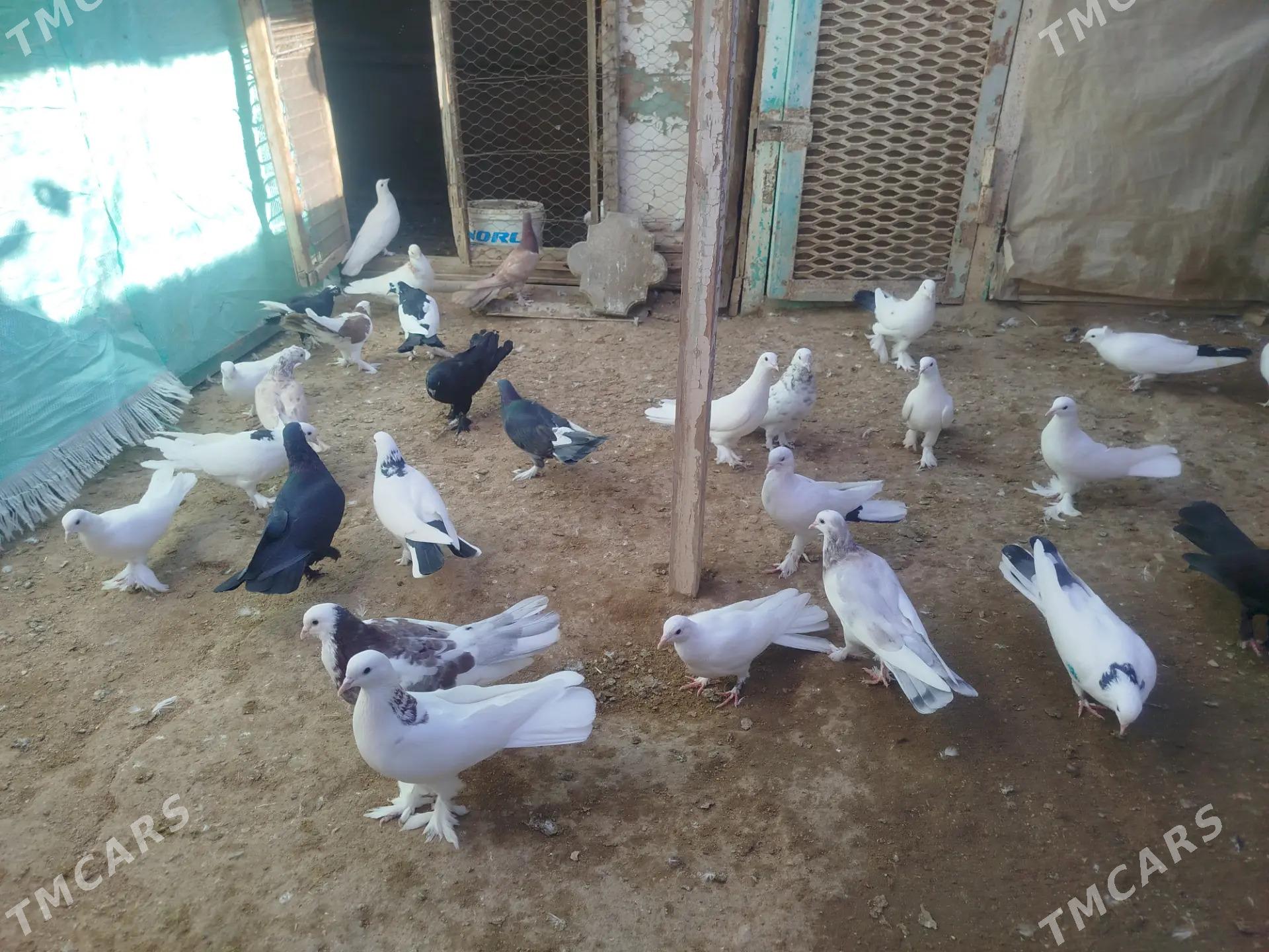 kepderi - Гумдаг - img 1