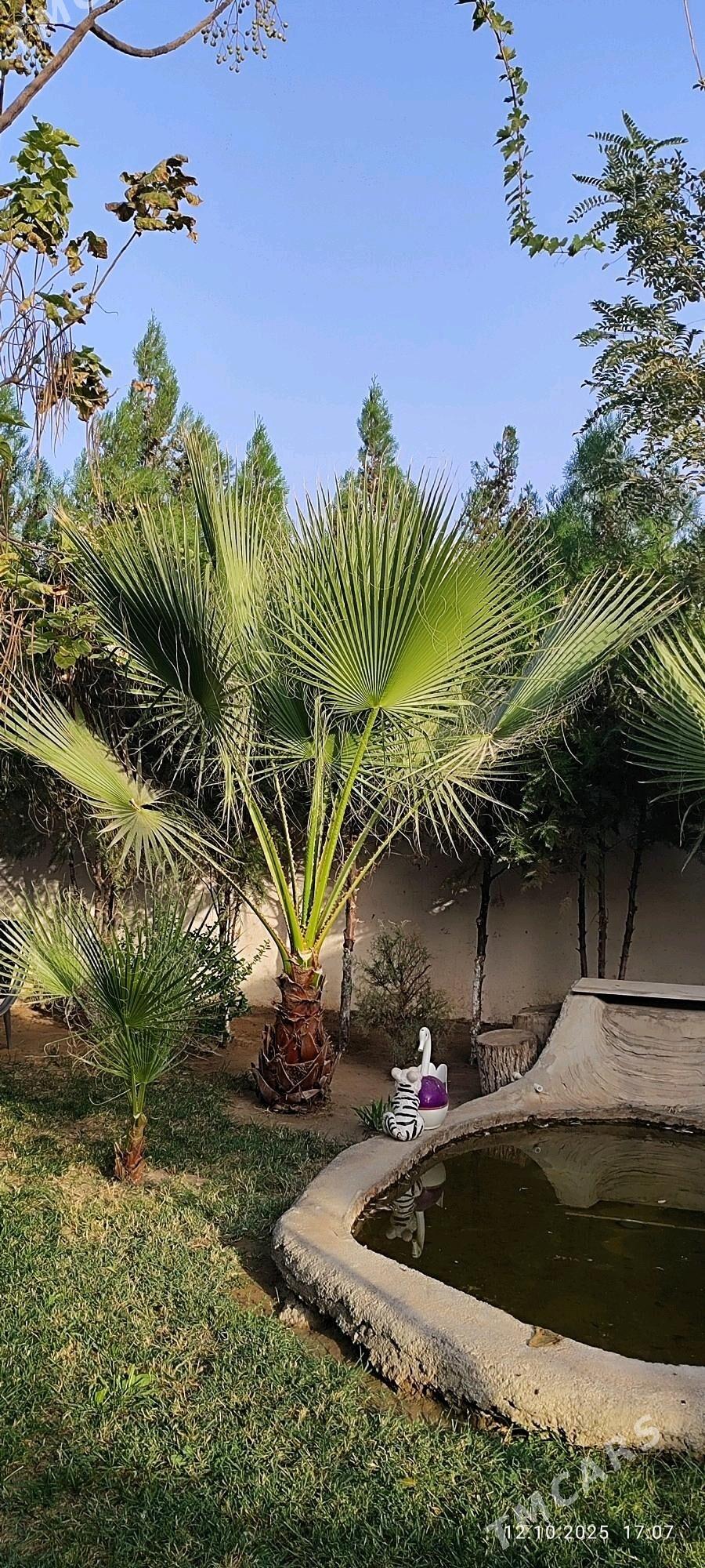 пальма palma - Ашхабад - img 2