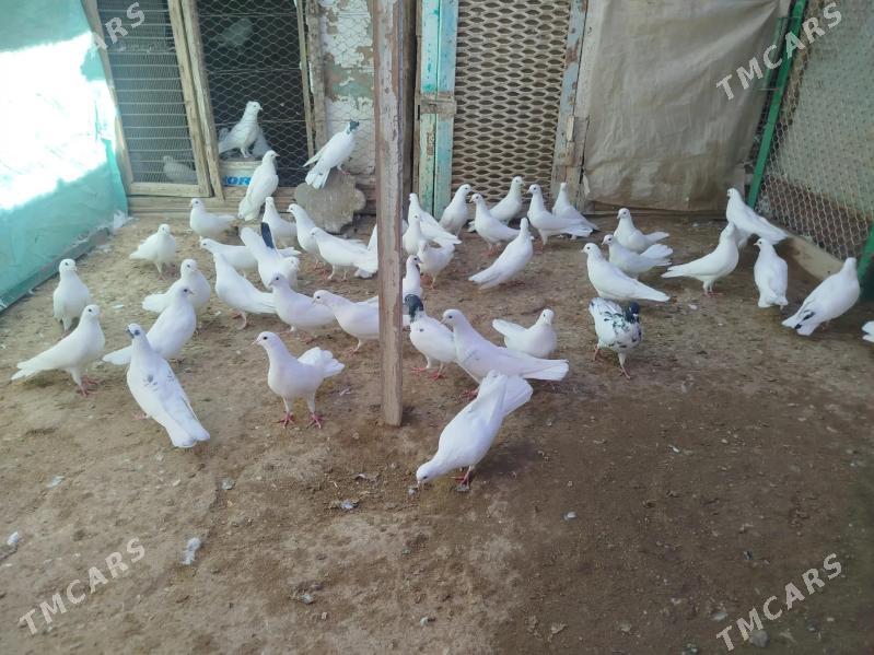 kepderi - Гумдаг - img 3