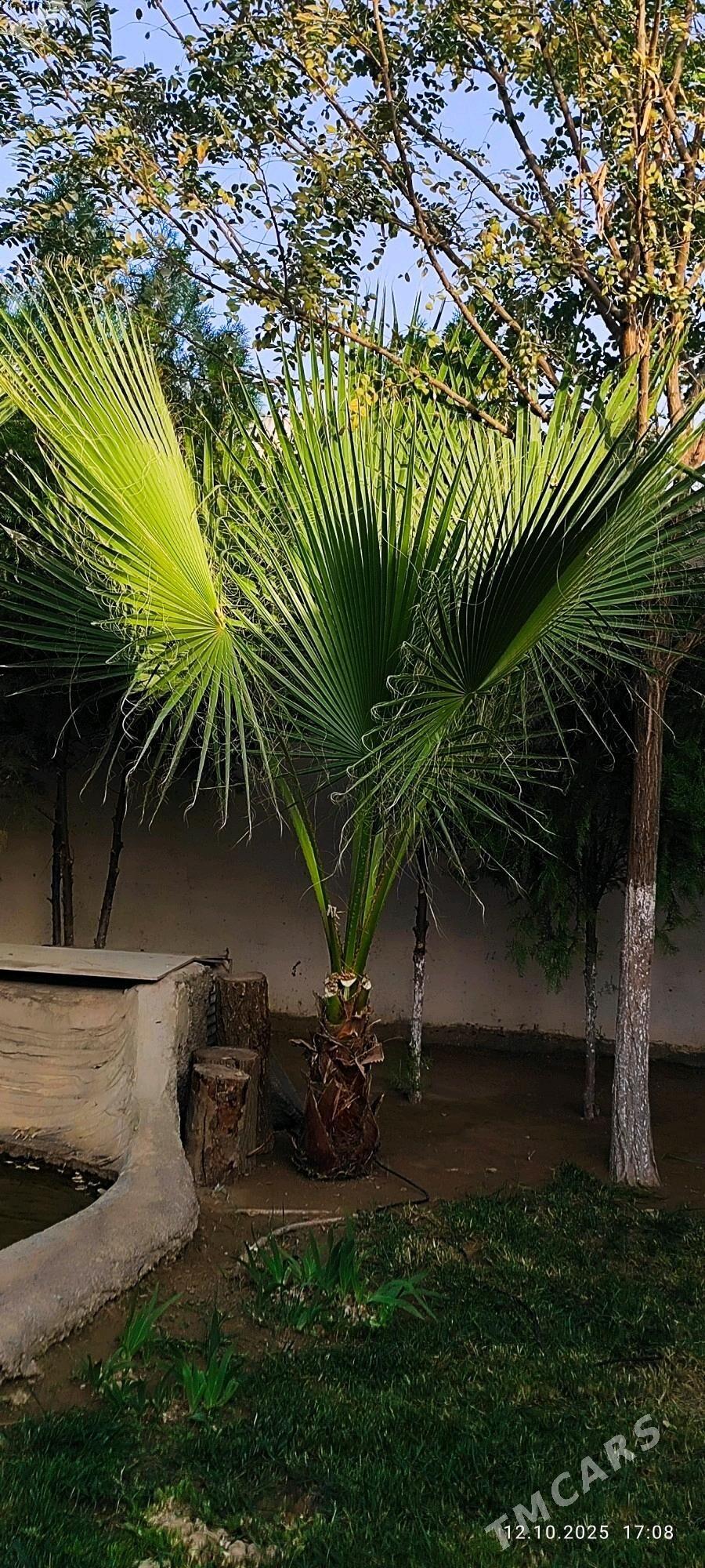 пальма palma - Ашхабад - img 3