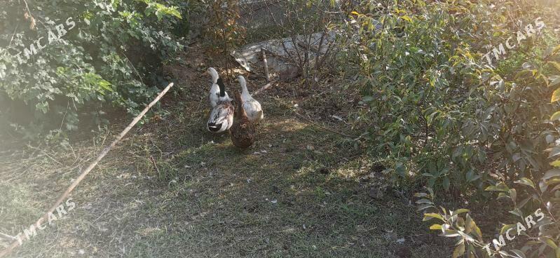 Сона ордек - Туркменабат - img 2