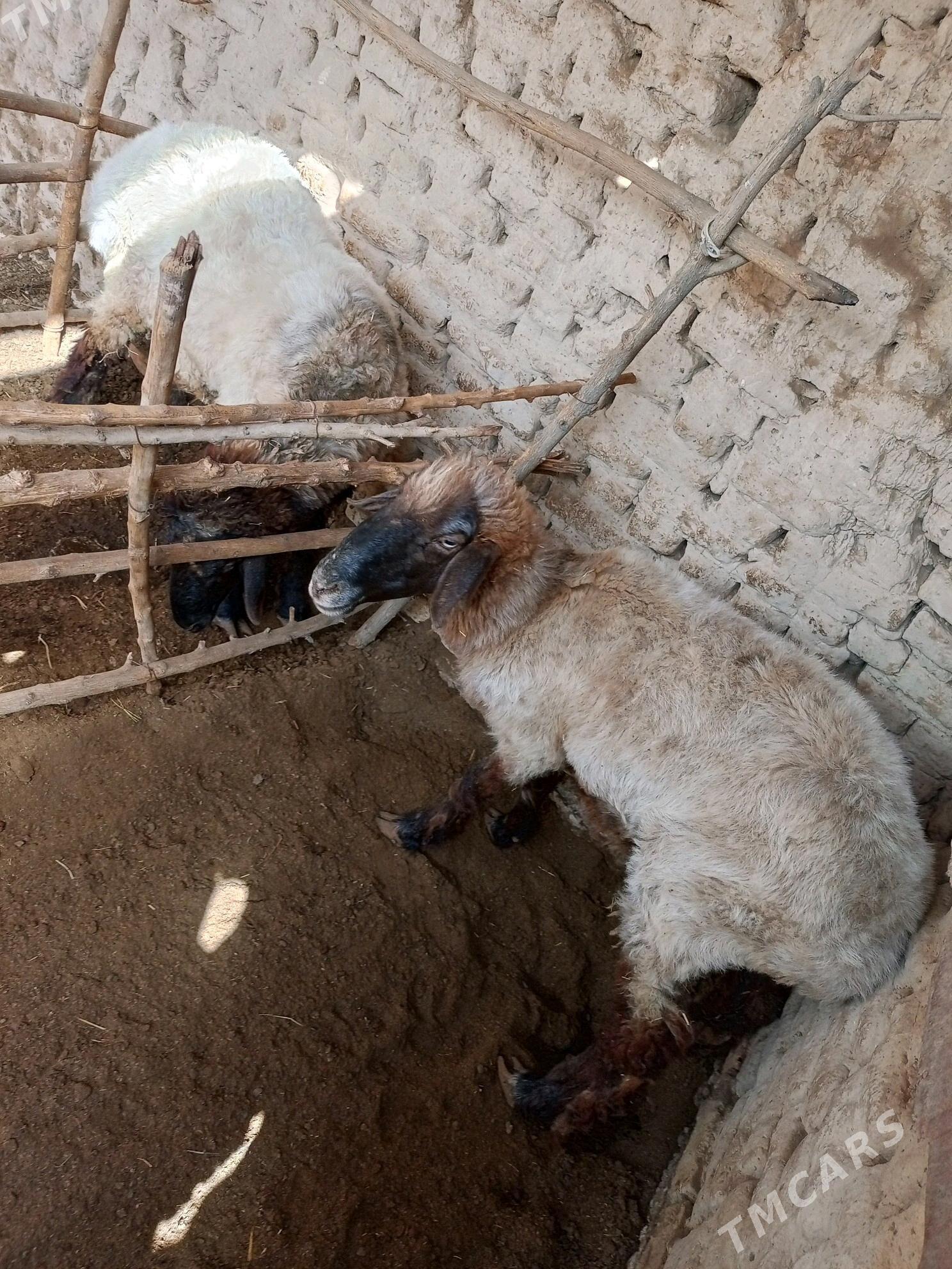 Goýun - Murgap - img 1