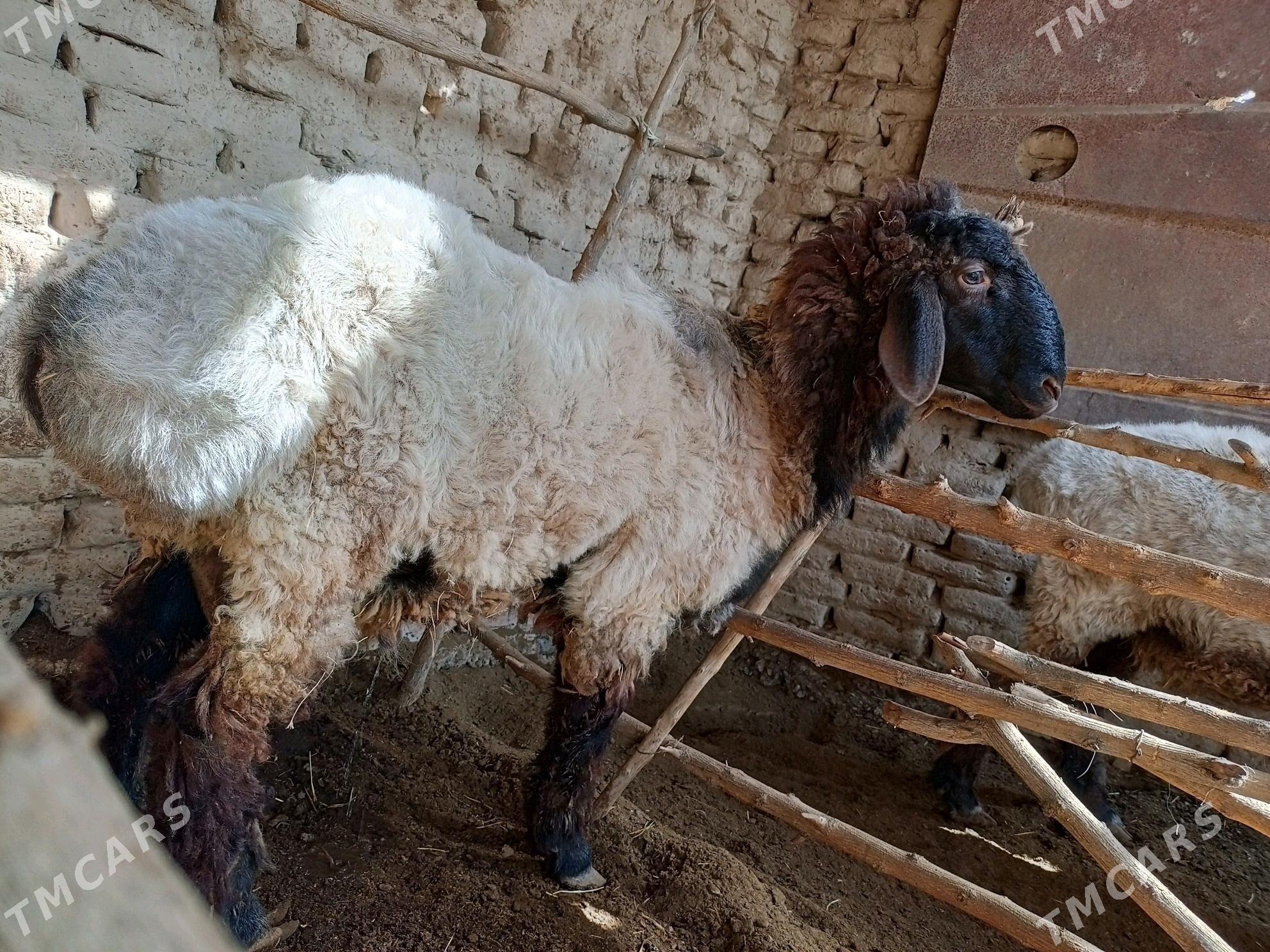 Goýun - Murgap - img 2