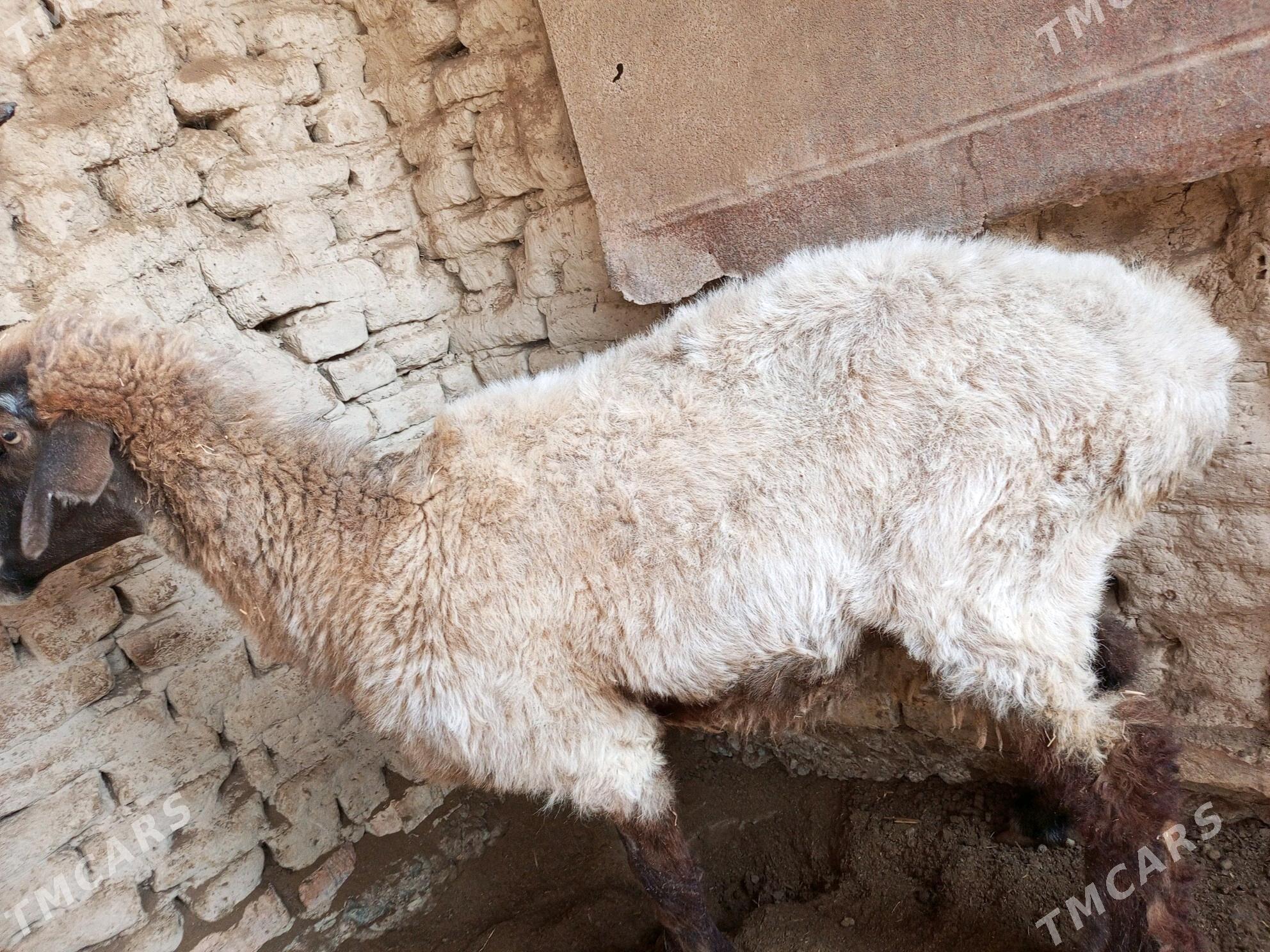 Goýun - Murgap - img 3