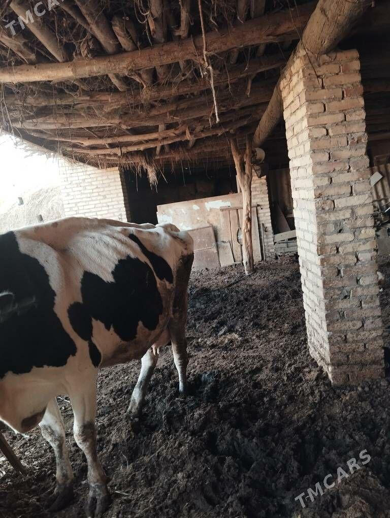 Galshtein - Sakar - img 4