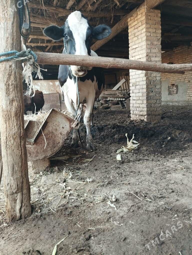 Galshtein - Sakar - img 2