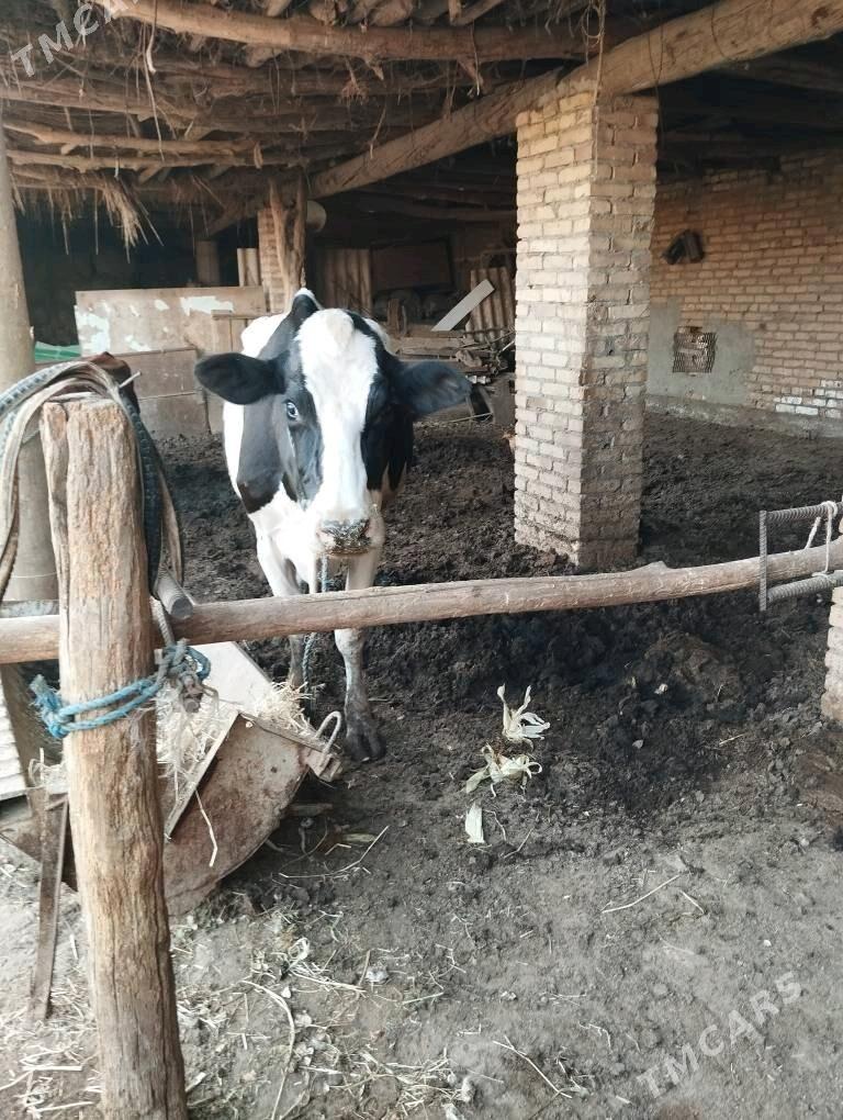 Galshtein - Sakar - img 1