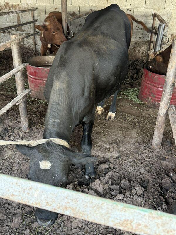 okuz kelek - Ak bugdaý etraby - img 1