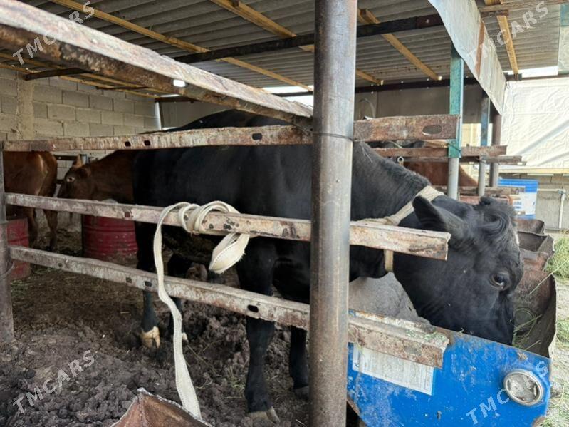 okuz kelek - Ak bugdaý etraby - img 2