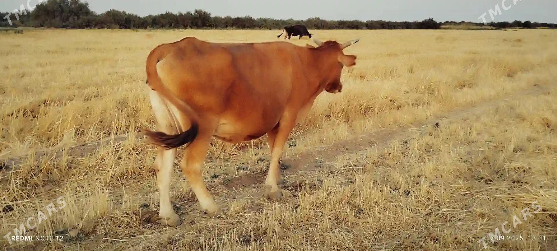 kone turkmen sygyry - Tejen - img 3